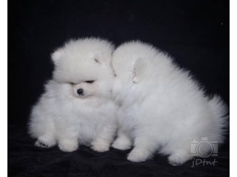 Belarus güzelliği pomeranian boo