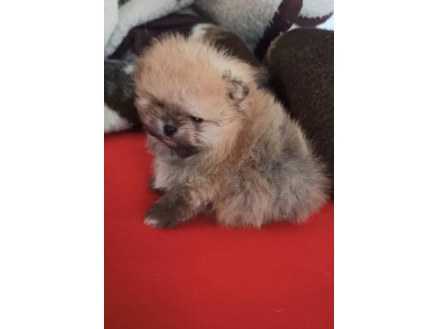 Orijinal pomeranian boo