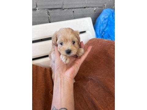 Maltipoo erkek