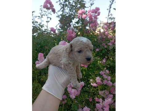 Apricot poodle yavrularımız 60 günlük
