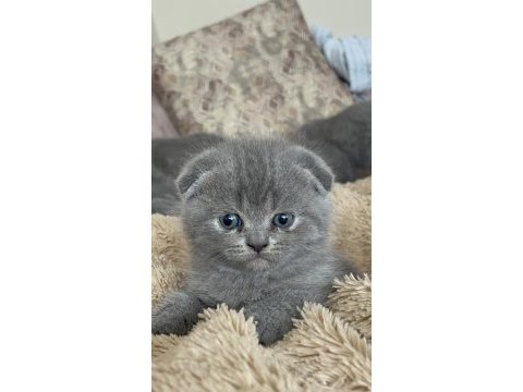 Oyuncu scottish fold yavrular