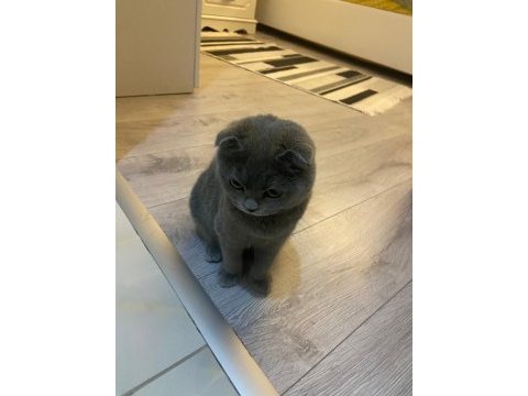 Full orjinal 5 aylık dişi evde büyümüş scottish fold