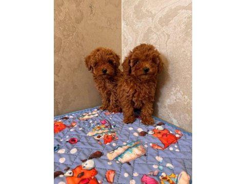 Toy poodle minik yavrular