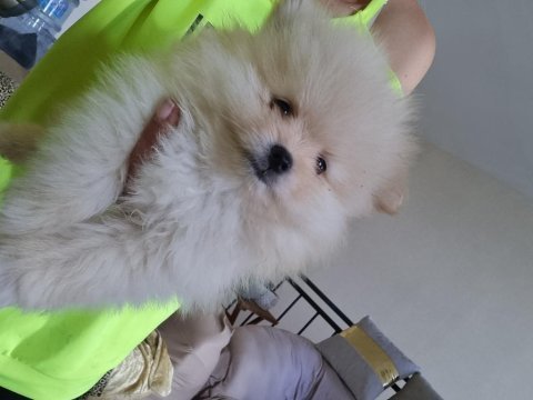 Çok iyi kalite dişi pomeranian
