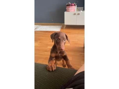 Kızıl doberman