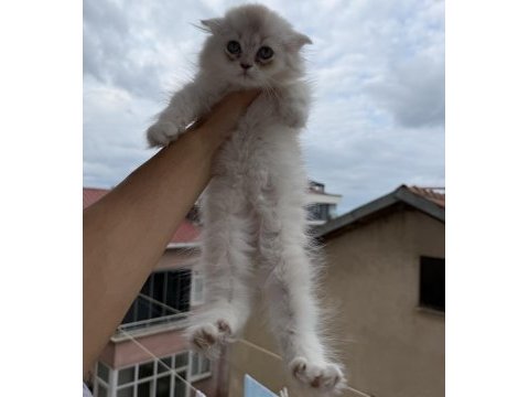 Üst sınıf scottish fold longhair erkek yavru