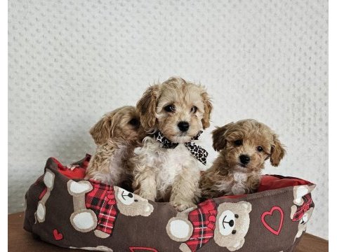 A class maltipoo yavrularımız