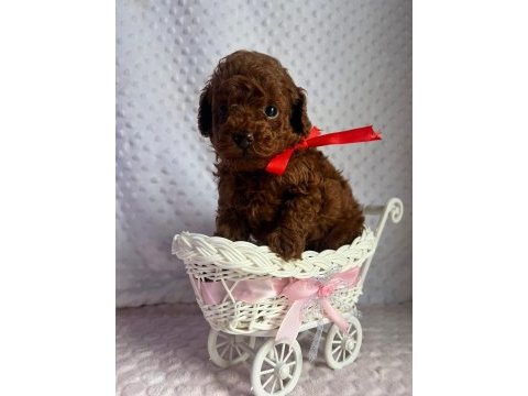Dark brown teacup yavrular