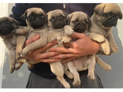 Muhteşem pug mops bebekler