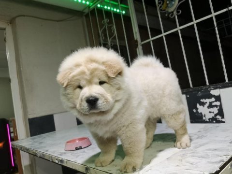 Aşıları tam chow chow