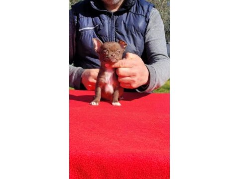 Teacup erkek şivava yavrular