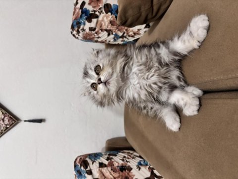 Scottish fold longhair