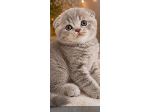 Top kafa ayı surat scottish fold yavrularımız