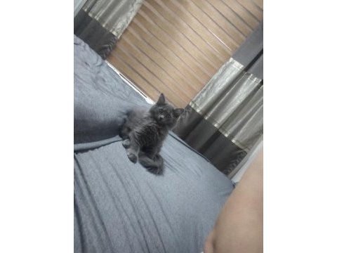 3 aylık erkek british longhair