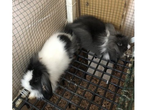 Hollanda teddy lop tavşanı yavruları