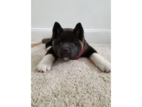 Amerikan akita yavrularımız