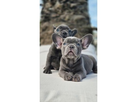 French bulldog yavruları çiftlikten   