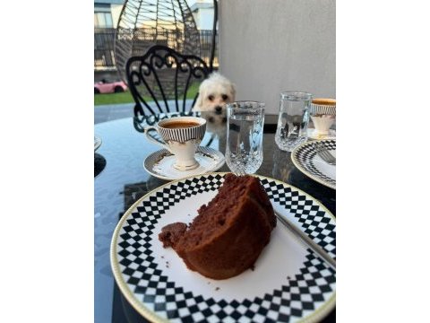 0-4 aylık maltese terrier