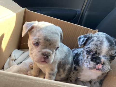 Eşleştirmek için dişi french bulldog arıyoruz