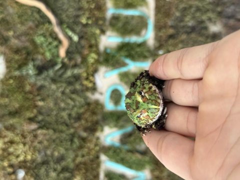 Green pacman frog