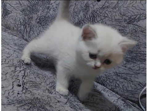 Orjinal british shorthair yavrular