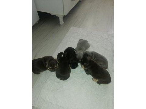 Egzotik dişi ve erkek french bulldog yavrularımız mevcut