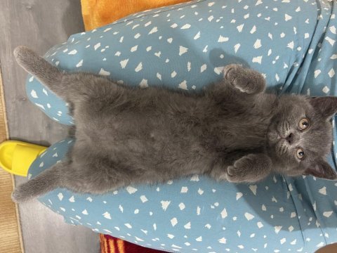 British shorthair yeni yuvasını arıyor