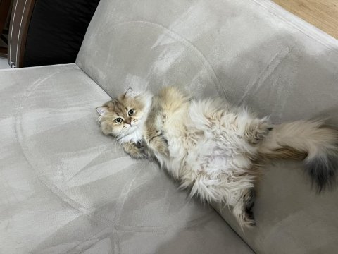 3 yaşında kısır erkek british longhair