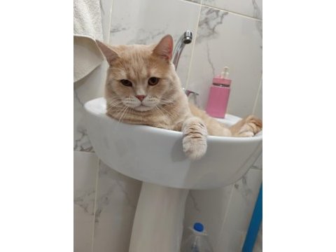 British shorthair oğluma eş arıyoruz