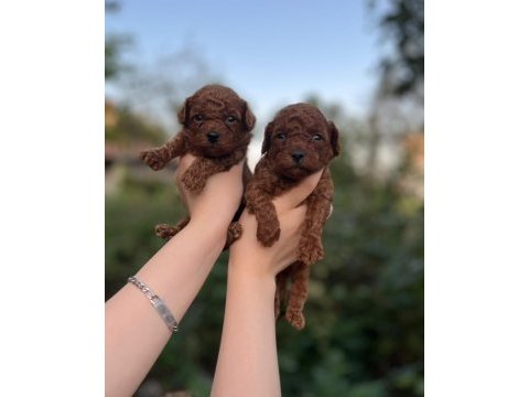 Toy poodle bebekler