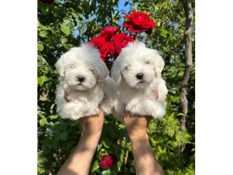 Terrier yavrumuz yeni ailesini arıyor
