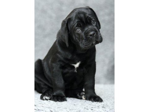 Mükemmel cane corso italyano