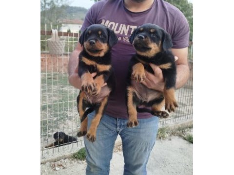 Rottweiler yavrular sakarya
