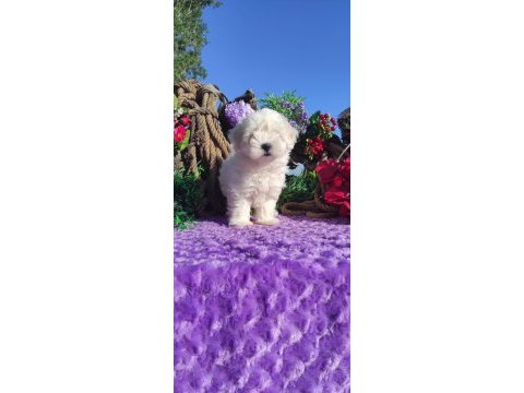 Maltese terrier yavrularımız ırk garantilidir