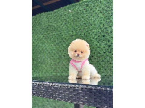 En tatlı pomeranian boo