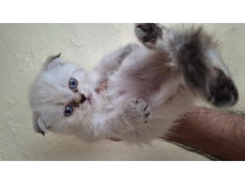 Scottish fold yavrular