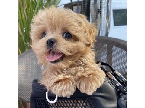 Resmi işletmeden maltipoo yavruları