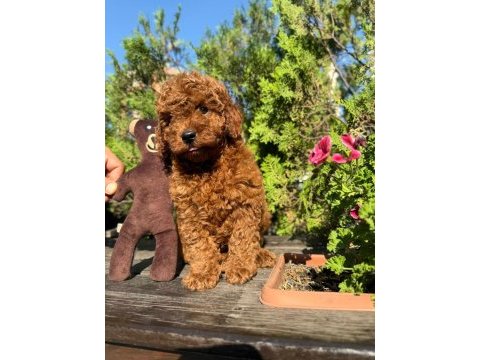 Safkan orjinal kore kurabiye poodle yavruları