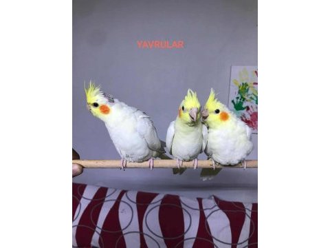 Evcil sultan papağanı