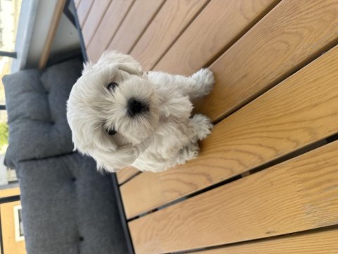 Maltese terrier 2 aylık