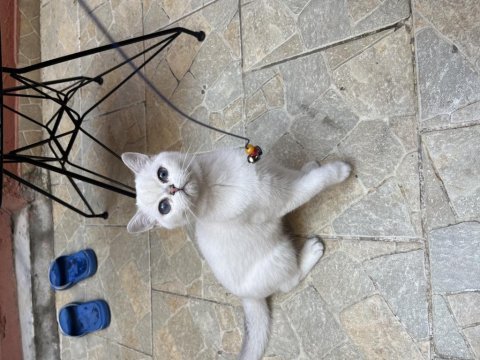 5 aylık british shorthair
