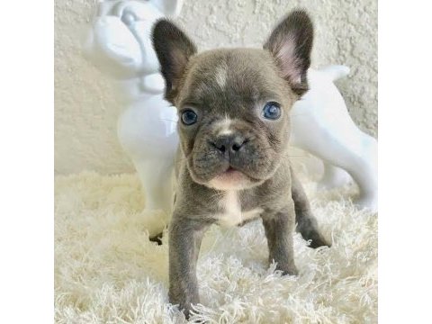 A kalite french bulldog yavrular