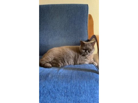 Cici british shorthair kızımızı yeni evine uğurlayacağız