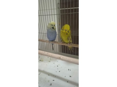 Jumbo takımlar kuşlar