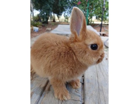 Netherland dwarf cüce tavşan
