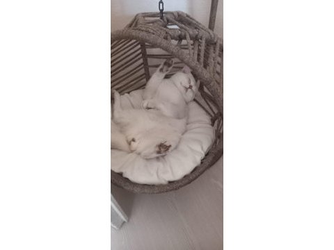 British shorthair kedisi