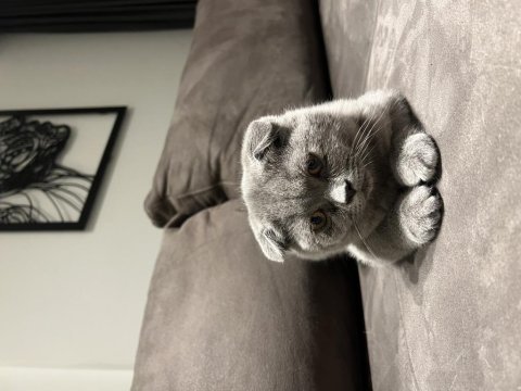 Kendini sevdiren sıcak kanlı beyaz scottish fold
