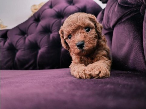 Safkan red brown toy poodle yavrular üst kalite