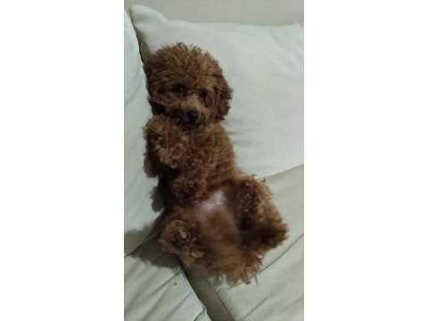 Acil toy poodle istanbul anadolu yakası