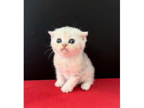 33 yıllık canpette scottish fold yavruları